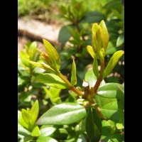 Myrte (2)